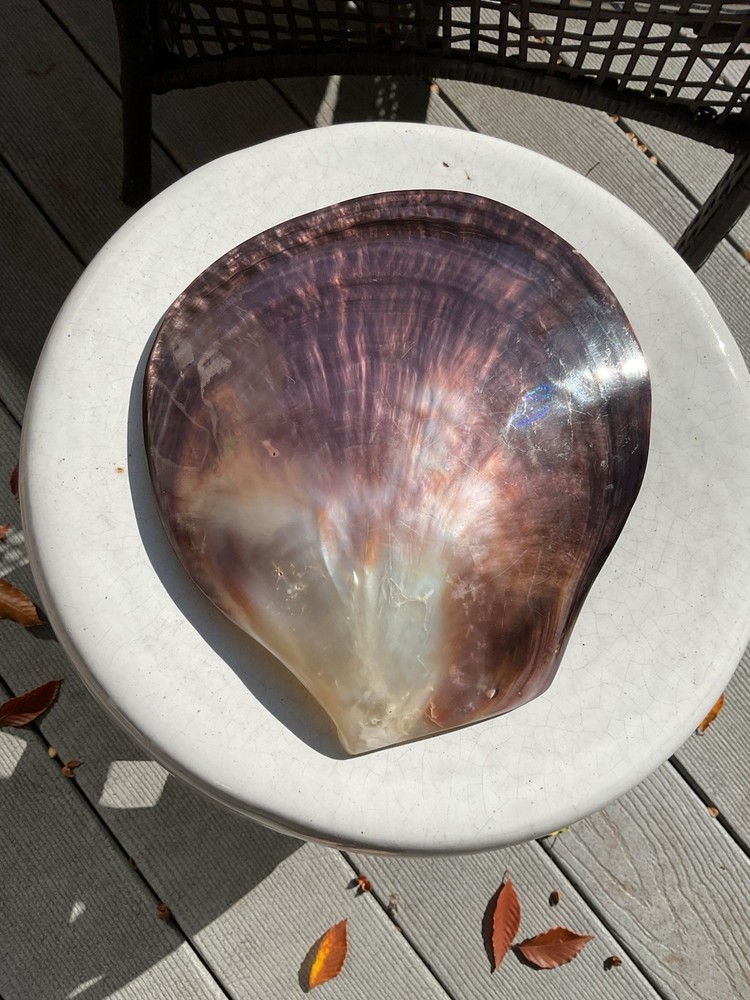 large shell 9” X 8”