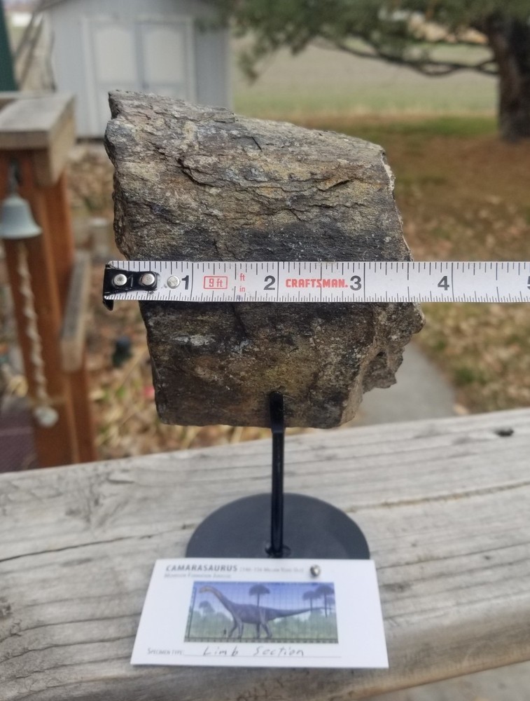 Nice Camarasaurus Limb Section Fossil Dinosaur Jurassic Morrison CO Recent Dig