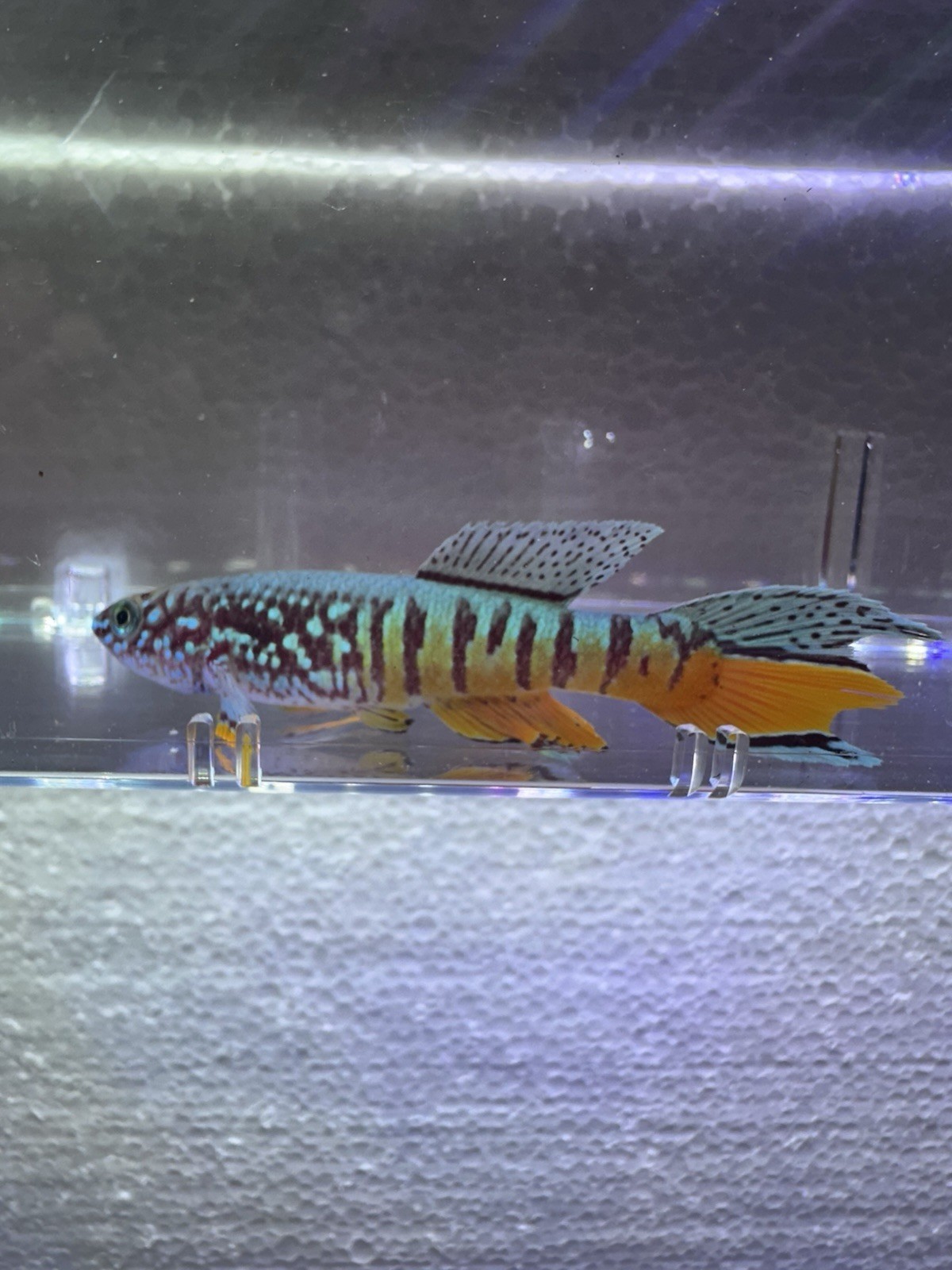 Fundulopanchax sjoestedti DWARF RED Gularis 1 Male USA BRED & RAISED Killifish