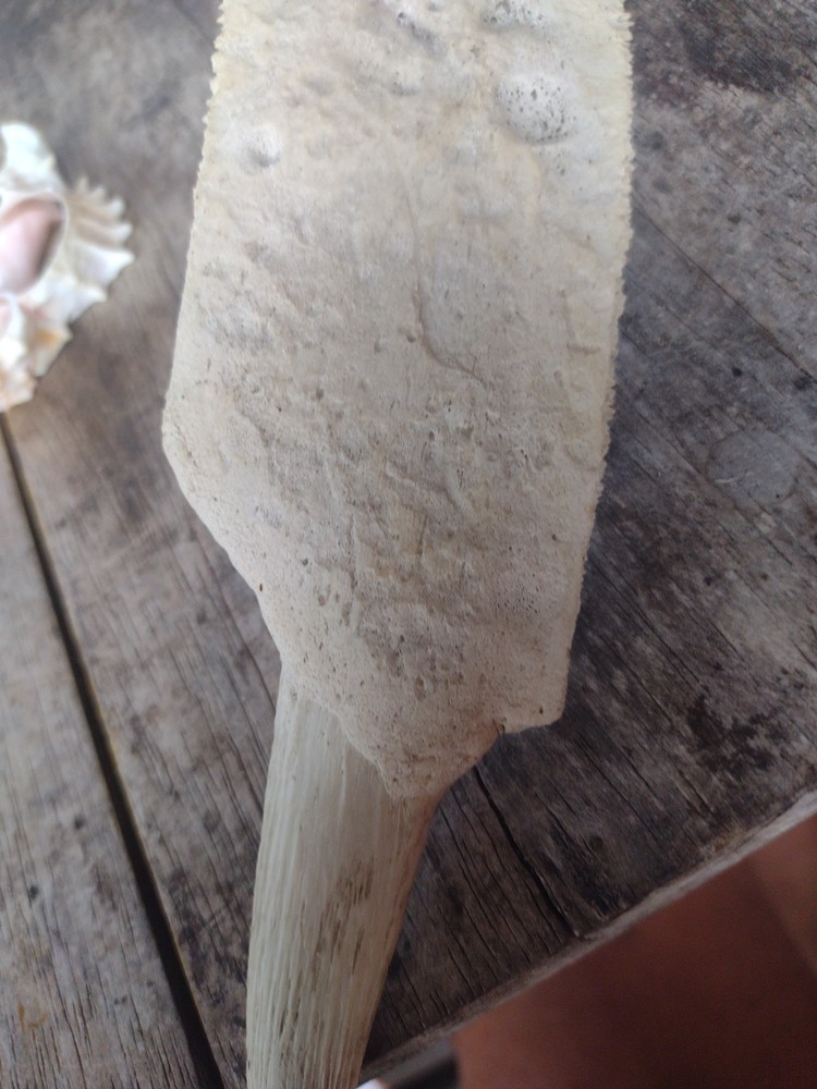 Turtle Bone