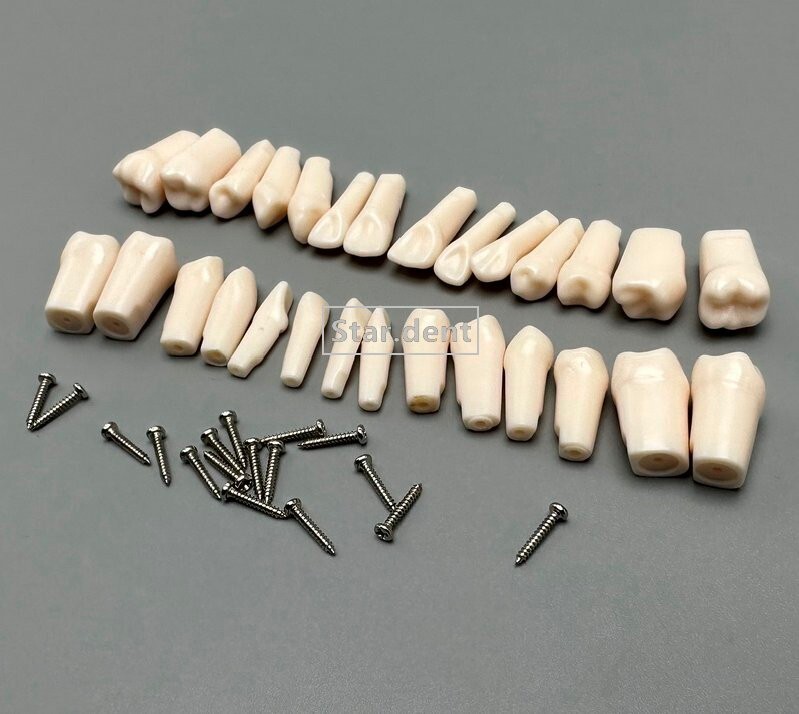 Dental Study Teeth Models Technician Practice Preparation Removable Tooth Nissin