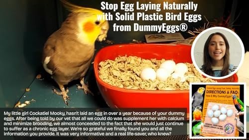 7 Cockatiel Dummy Bird Eggs - Stop Brooding & Laying! Solid Plastic Fake Eggs fo