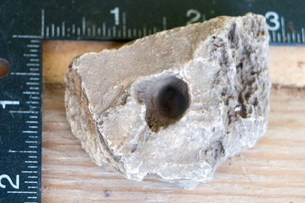 NE Oklahoma Fossil
