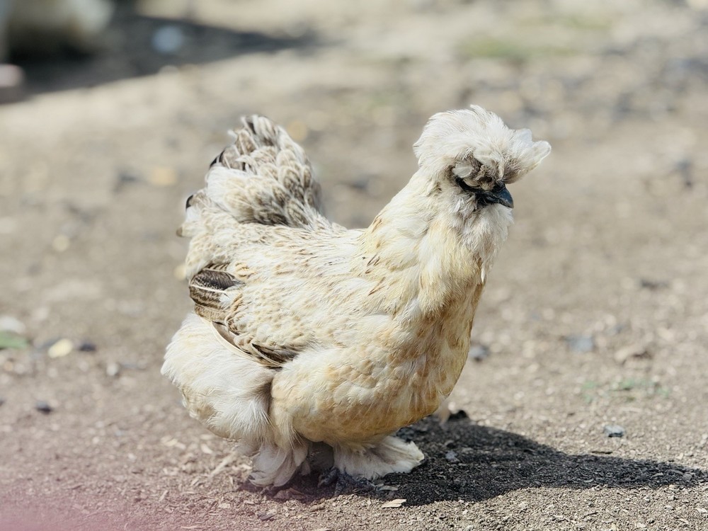 Silkie Chicken Hatching Eggs Assorted Colors