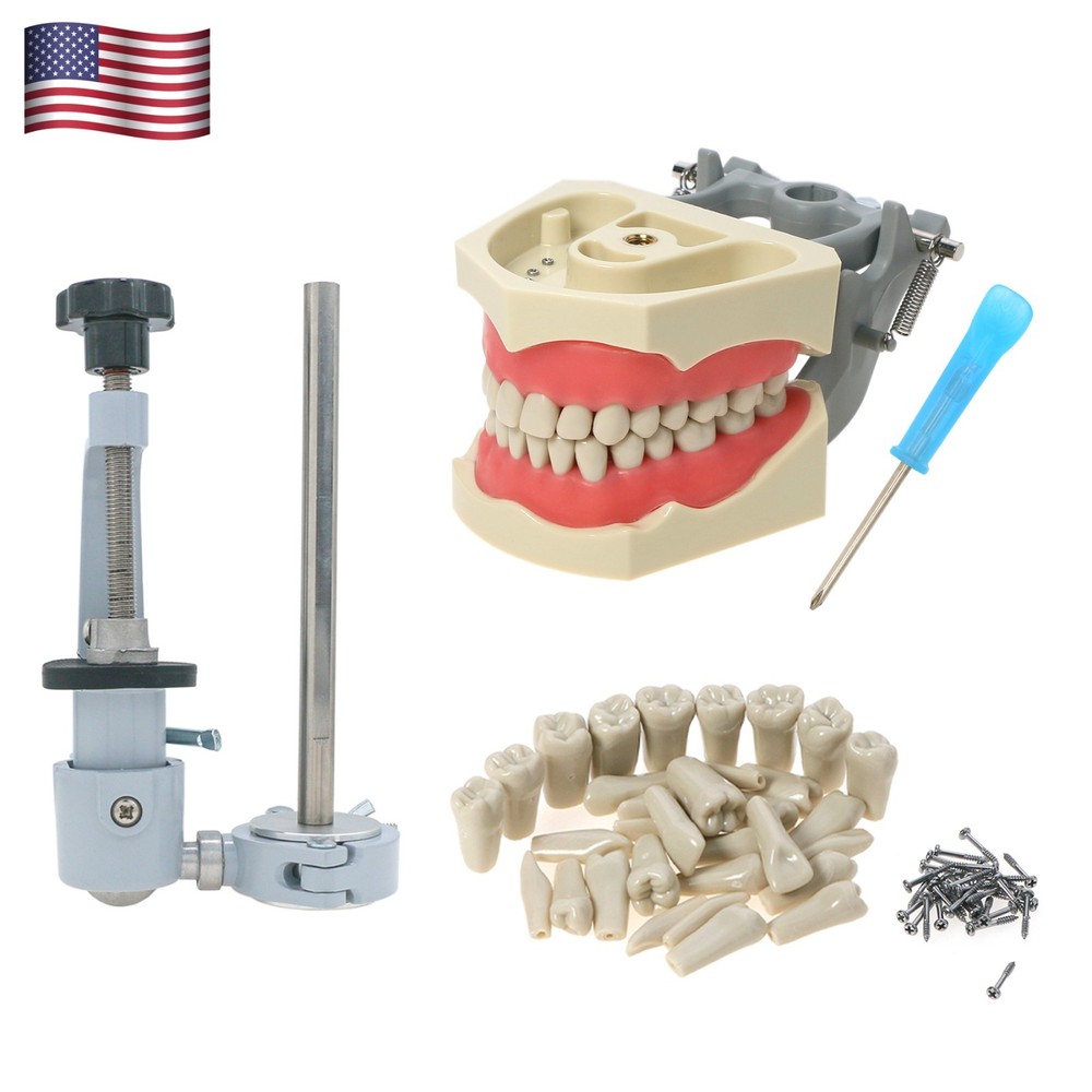 Columbia Dentoform 860 Dental Typodont Model 32pcs Removable Teeth Mounting Pole