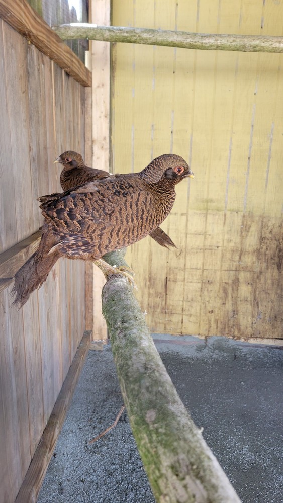 6 READY NOW Golden Pheasant Hatching Eggs
