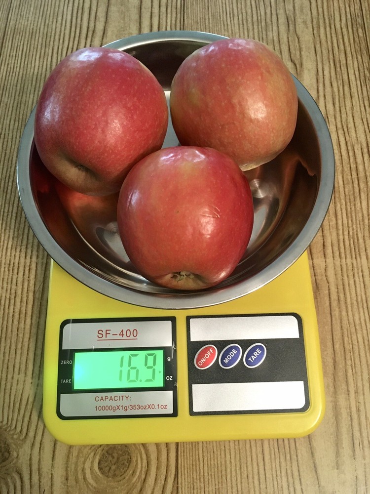 digital scale with steel less plant
