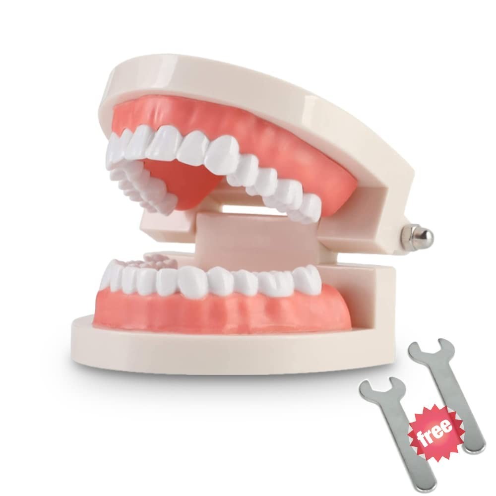Dentist-Approved Teeth Model for Effective Patient Communication & Teaching