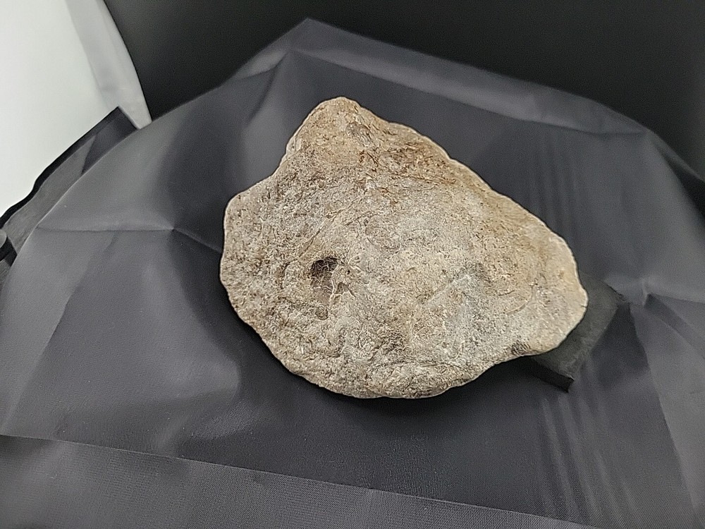 fossilized clam shell