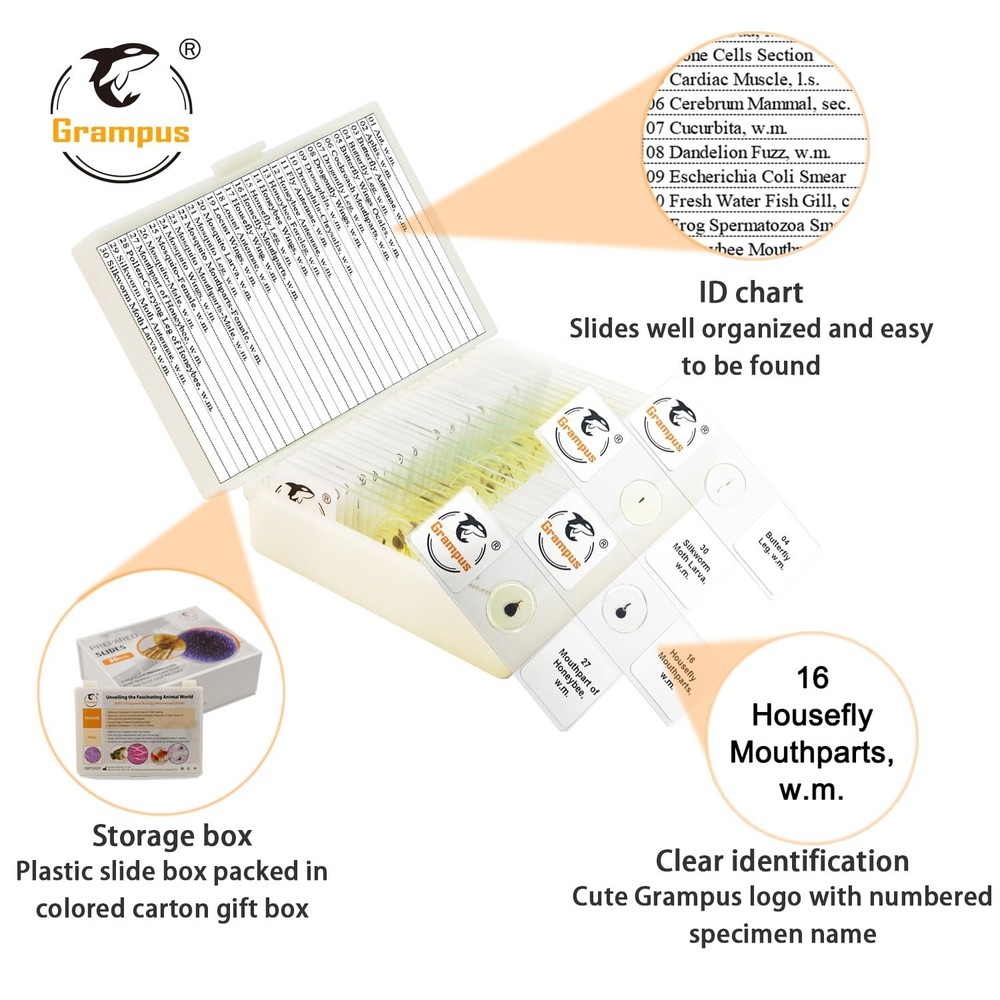 High-Quality Insect Specimen Slides - 30 pcs Microscope Set for Young Scientists