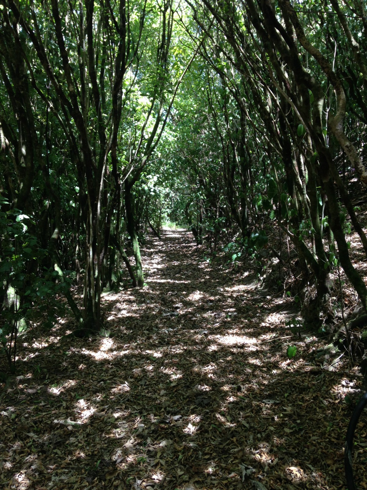 Mahoe - 50 seeds - Melicytus ramiflorus - Whiteywood - NZ Native