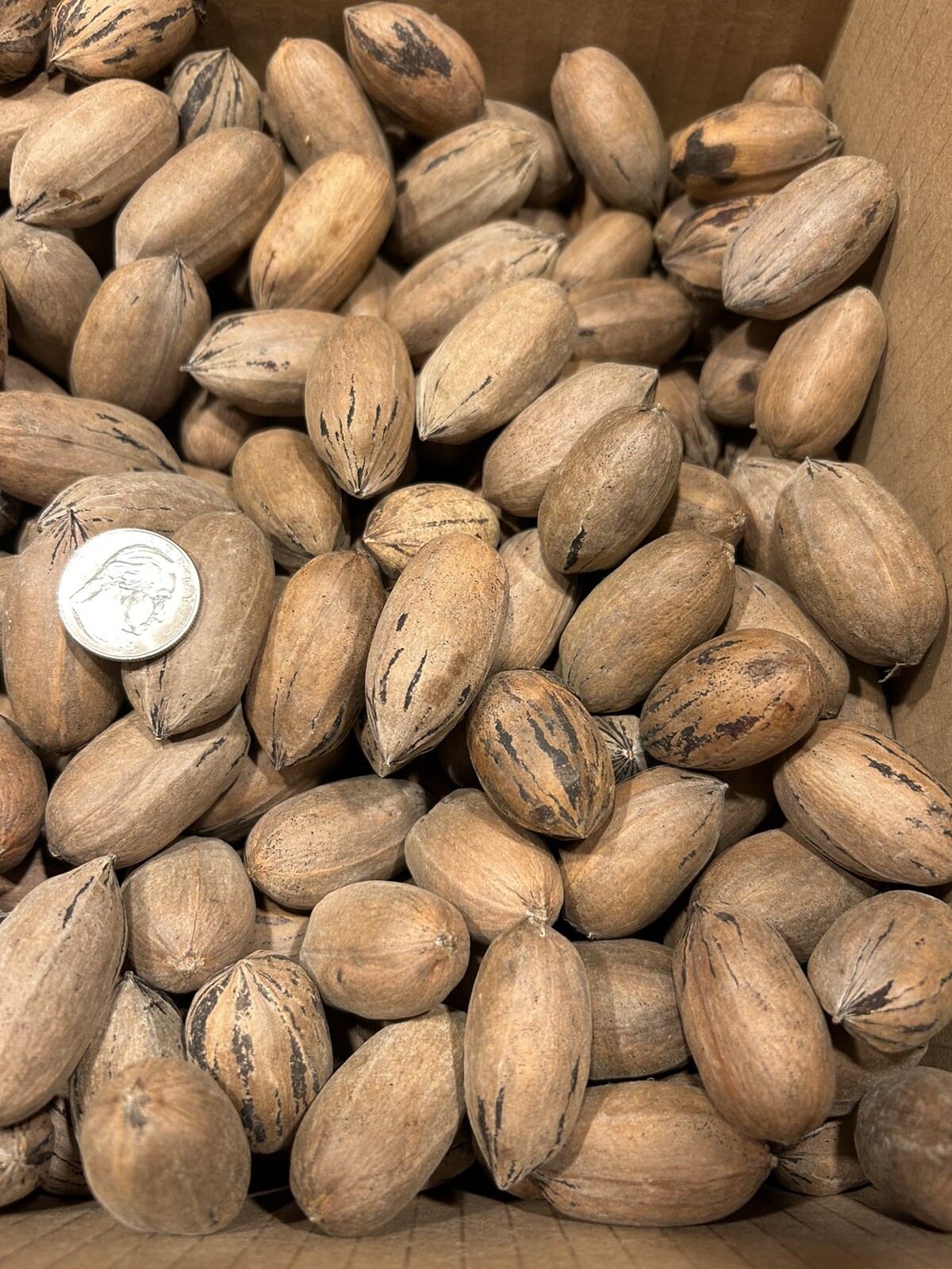 10 Lbs. Fresh 2025 Stuart Pecans In The Shell, Great For Squirrel Feed Or Baking