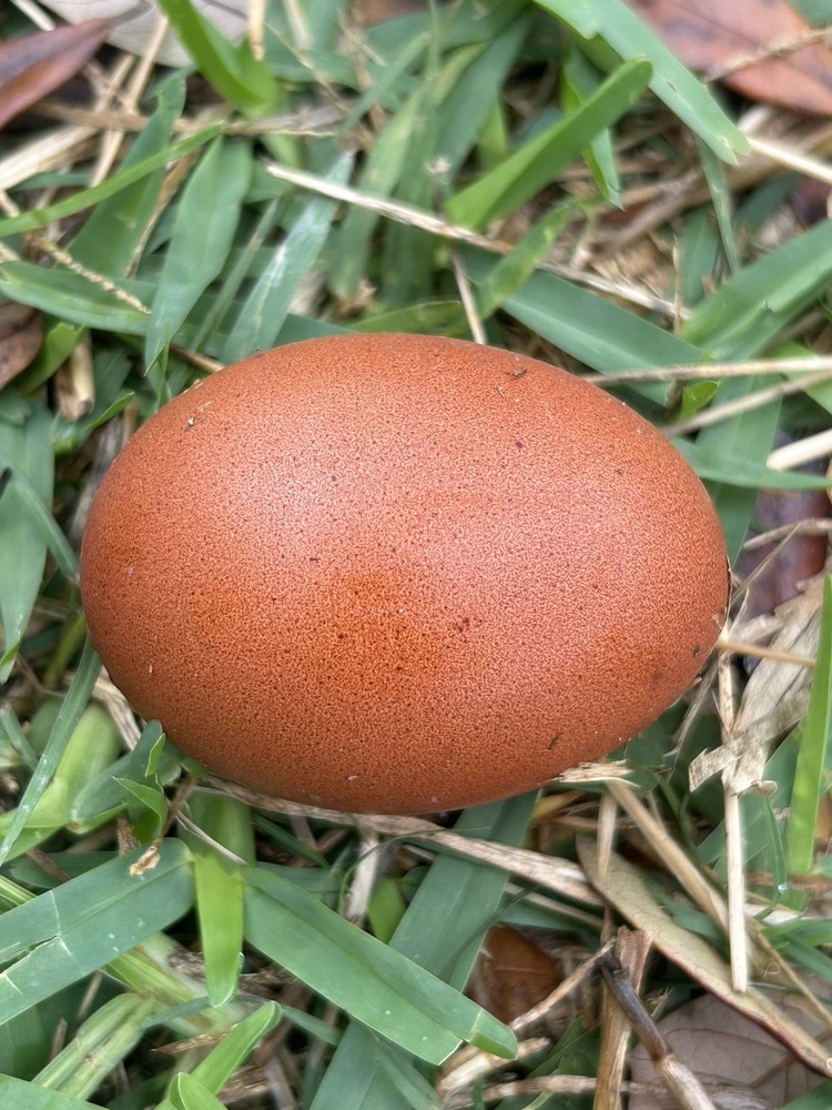 🐣🤍6 Black Copper Marans(BCM)hatching eggs NOT hatchery sourced🤍🐣