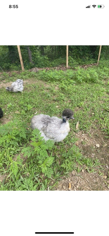 12 Bearded Silkie Hatching Eggs