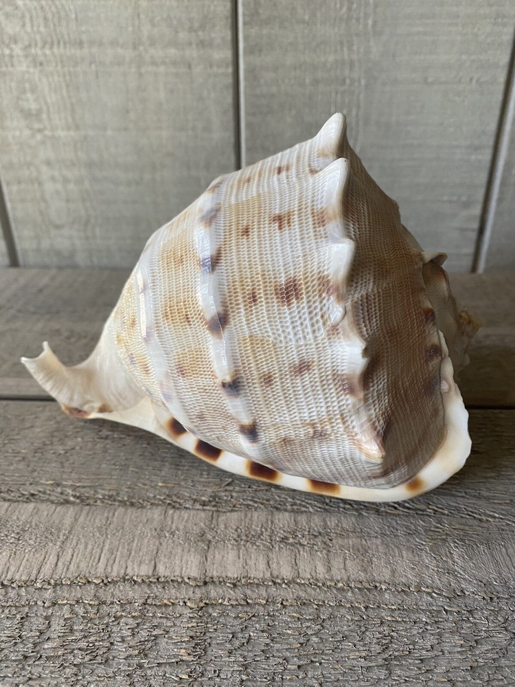 Cassis Cornuta Seashell Horned Helmet Shell 7.5”