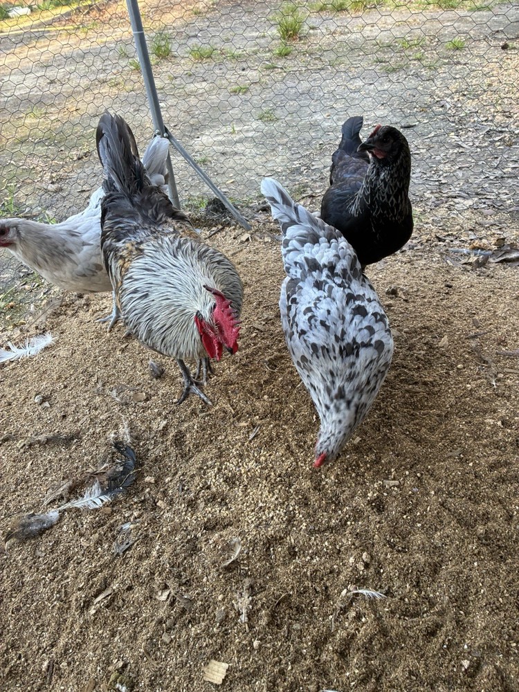 10 Silverrudd blue hatching eggs, Npip/AI clean