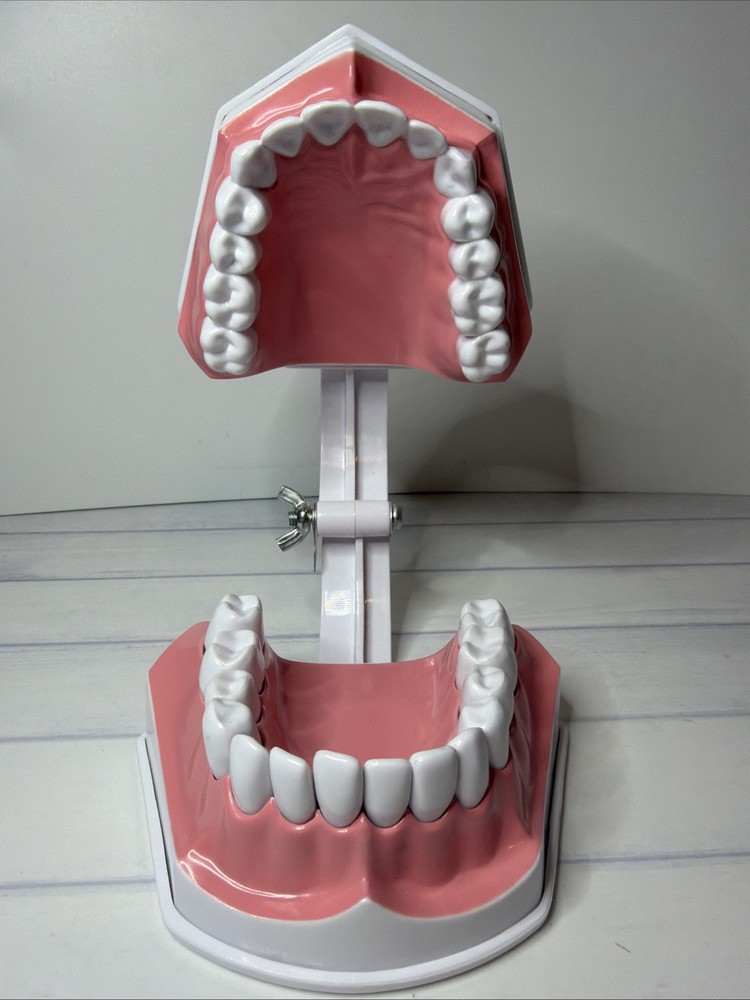 Colgate Large Teeth Typodont - Educational Model