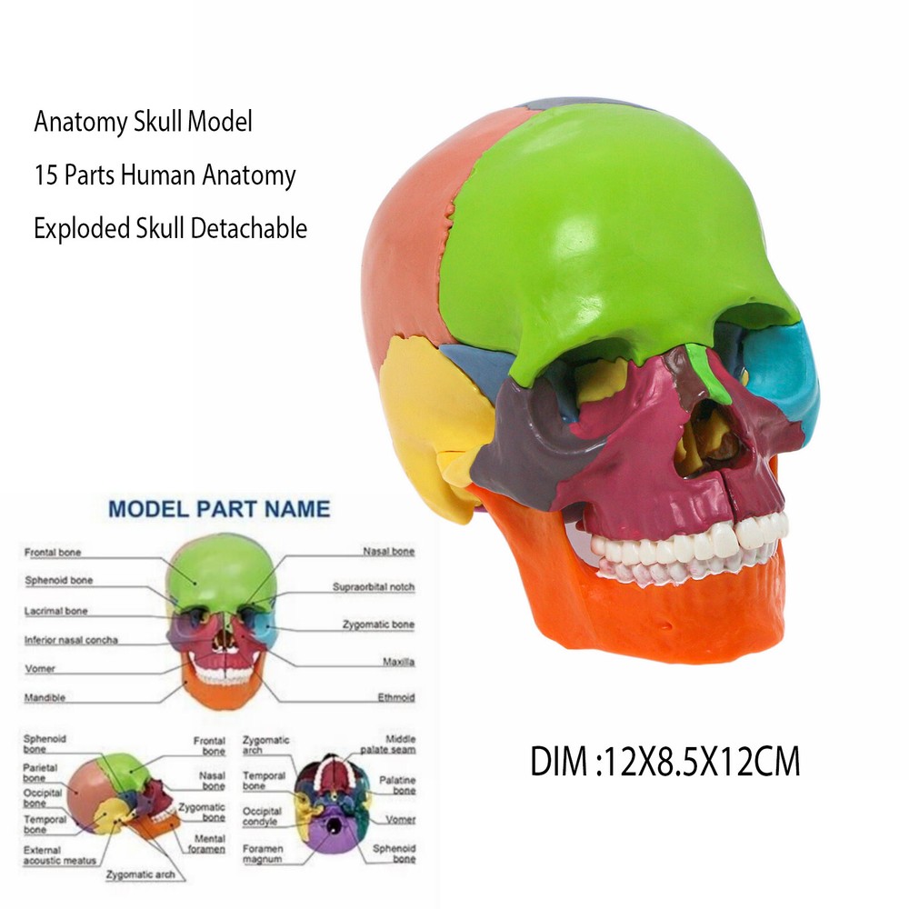 Exploded Human Skull Model with 15 Detachable Pieces and Illustrated Guide
