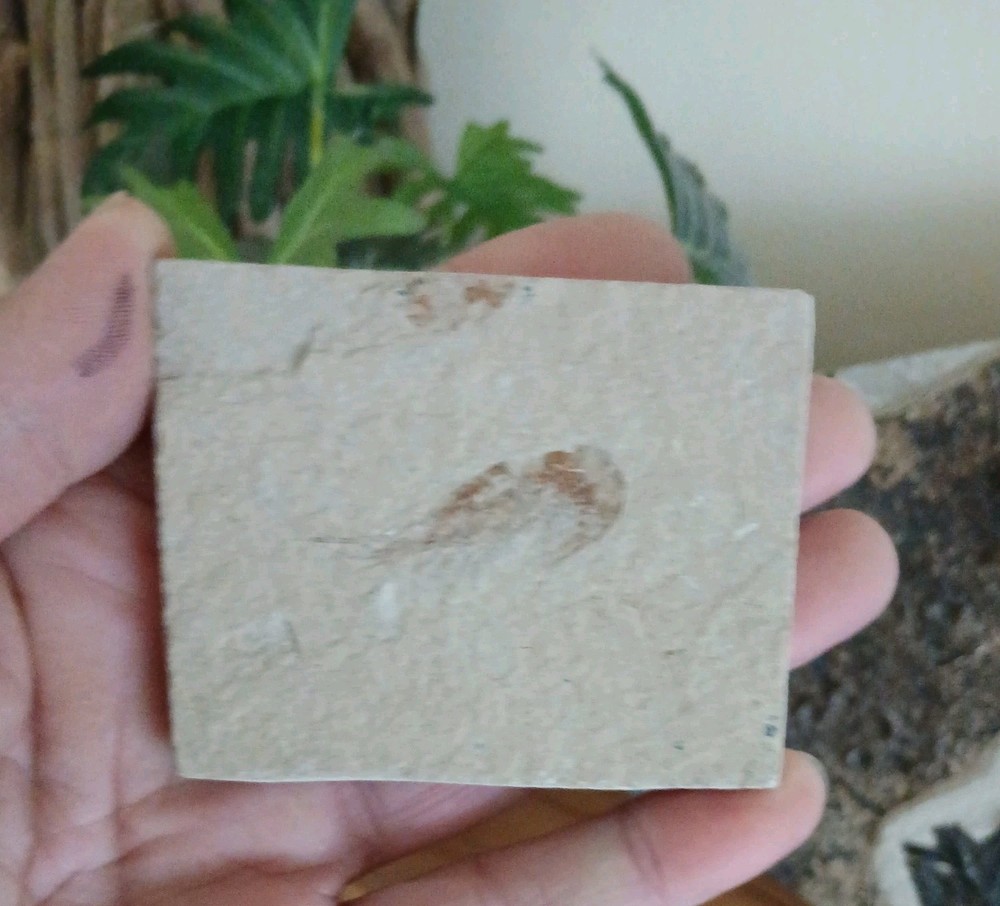 Fossil Carpopenaeus  Shrimp - Cretaceous - Lebanon
