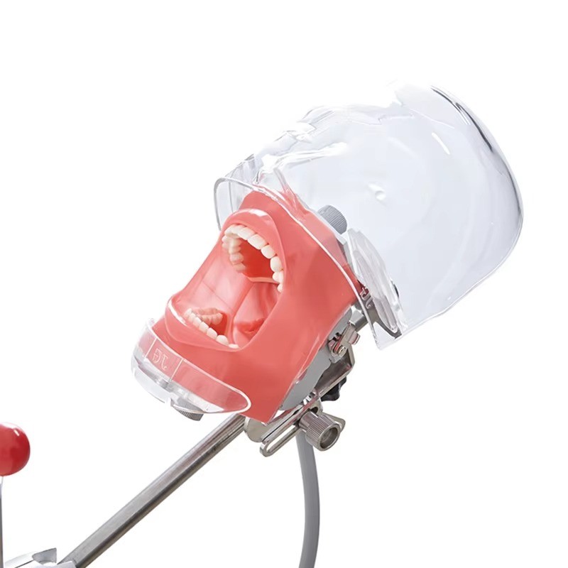 Dental Simulator Mannequin Head Typodont Teeth Model Phantom Dexter Head Teeth