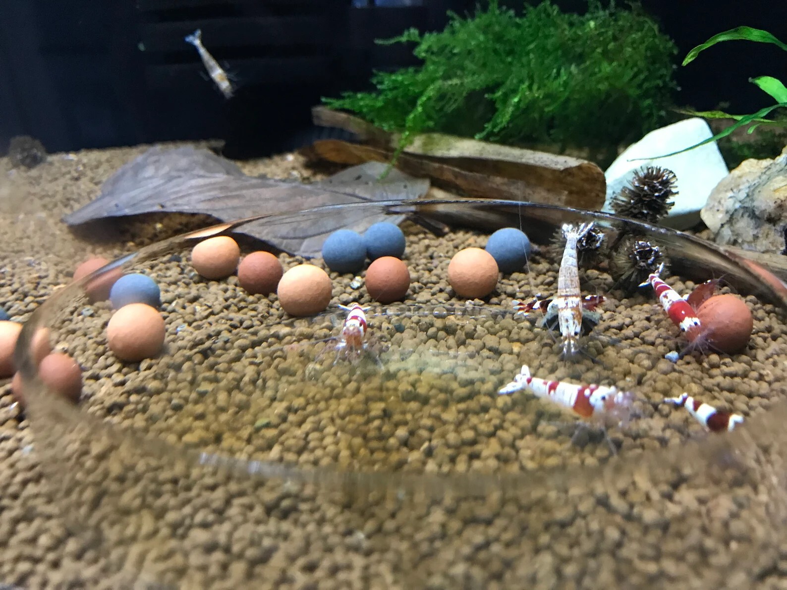 Nano Starter Package for Shrimp tanks - Freshwater Shrimp Snails Betta Fish Crab