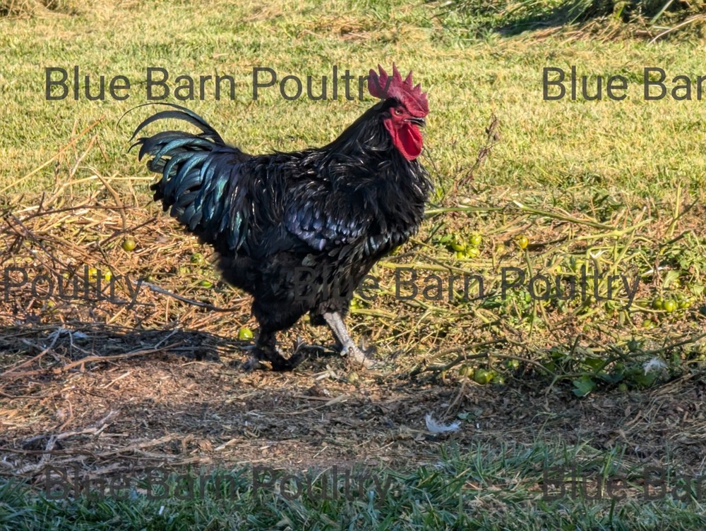 6 Solid Black Marans Chicken Hatching Eggs. Purebred. NPIP.
