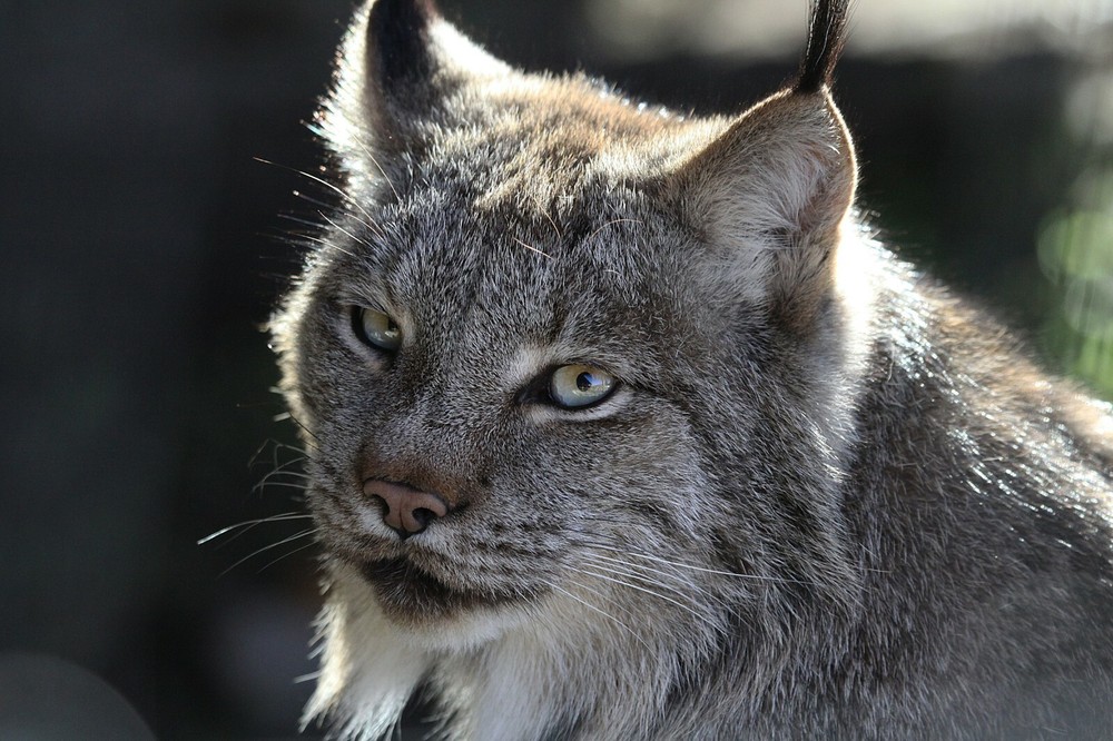 Lynx Taxidermy Reference Photo Cd