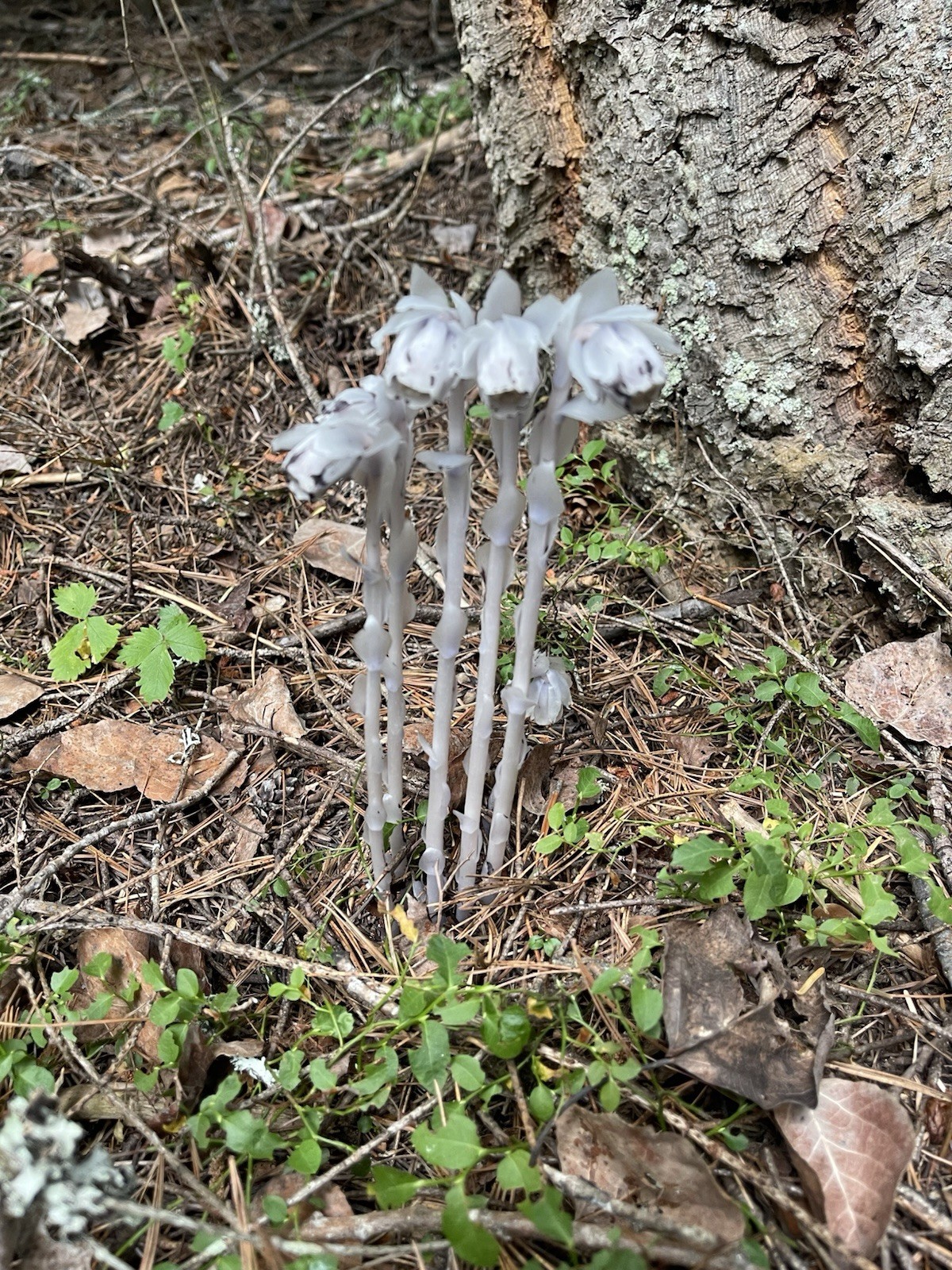 Dried Ghost Pipe Indian Pipe Whole Flowers Box of 12