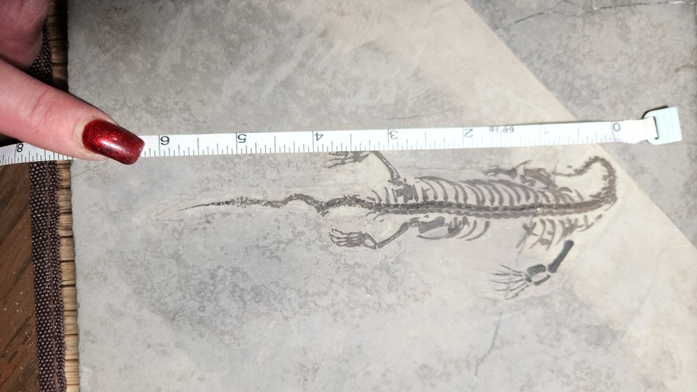 KEICHOUSAURUS FOSSIL
