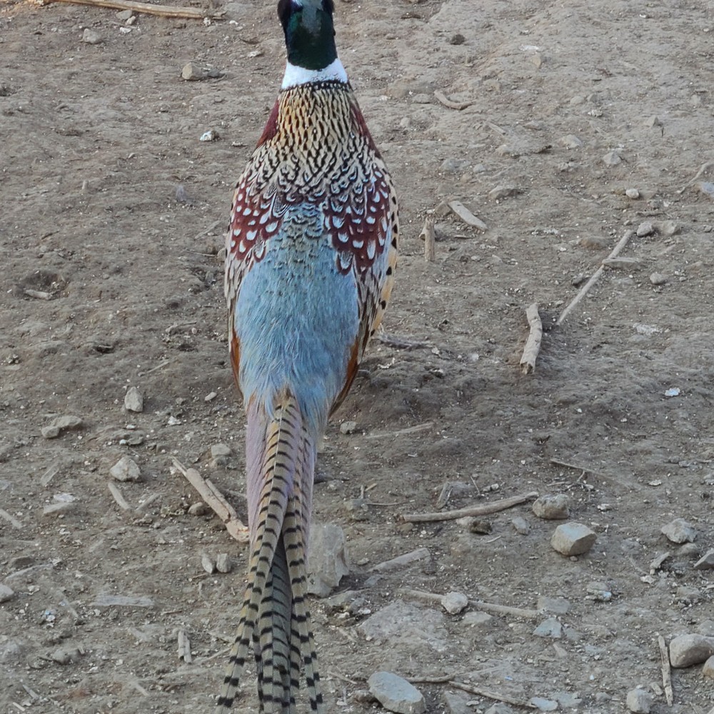 48 Ringneck Pheasant Fertile Hatching Eggs.