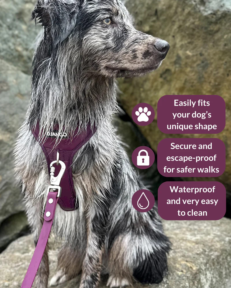 NWT Django Tahoe No Pull Dog Harness - Raspberry Purple