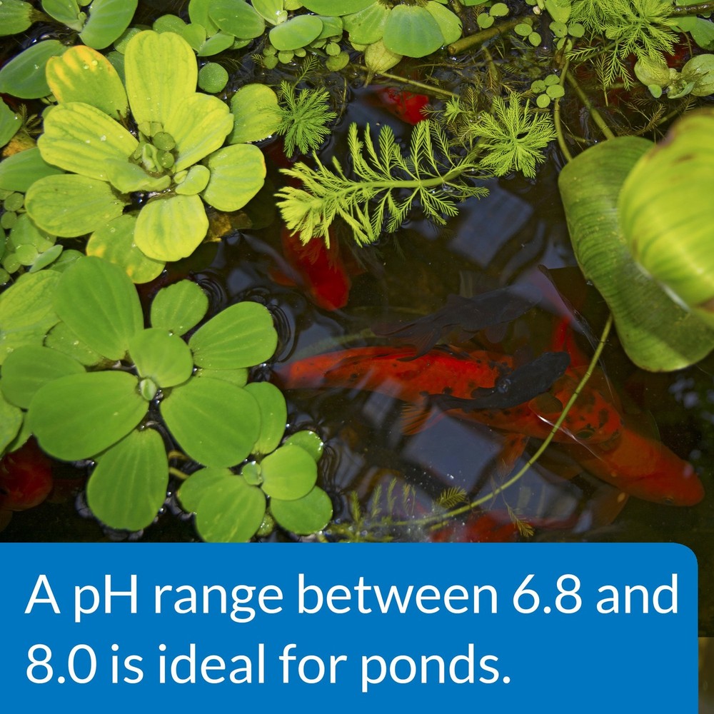 API POND pH UP Pond Water pH Raising Solution 16oz Bottle