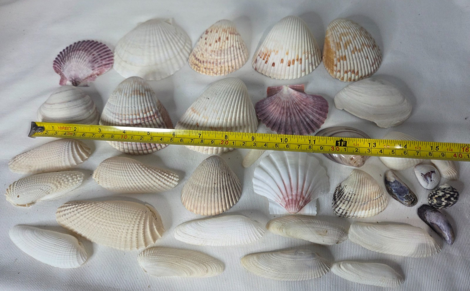 Lot of 32 Clam Scallop Shells Various Sizes from 1"- 4'' Natural Seashells