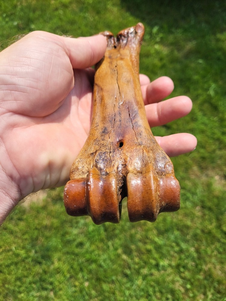 Bison metacarpal Historic bison foot bone