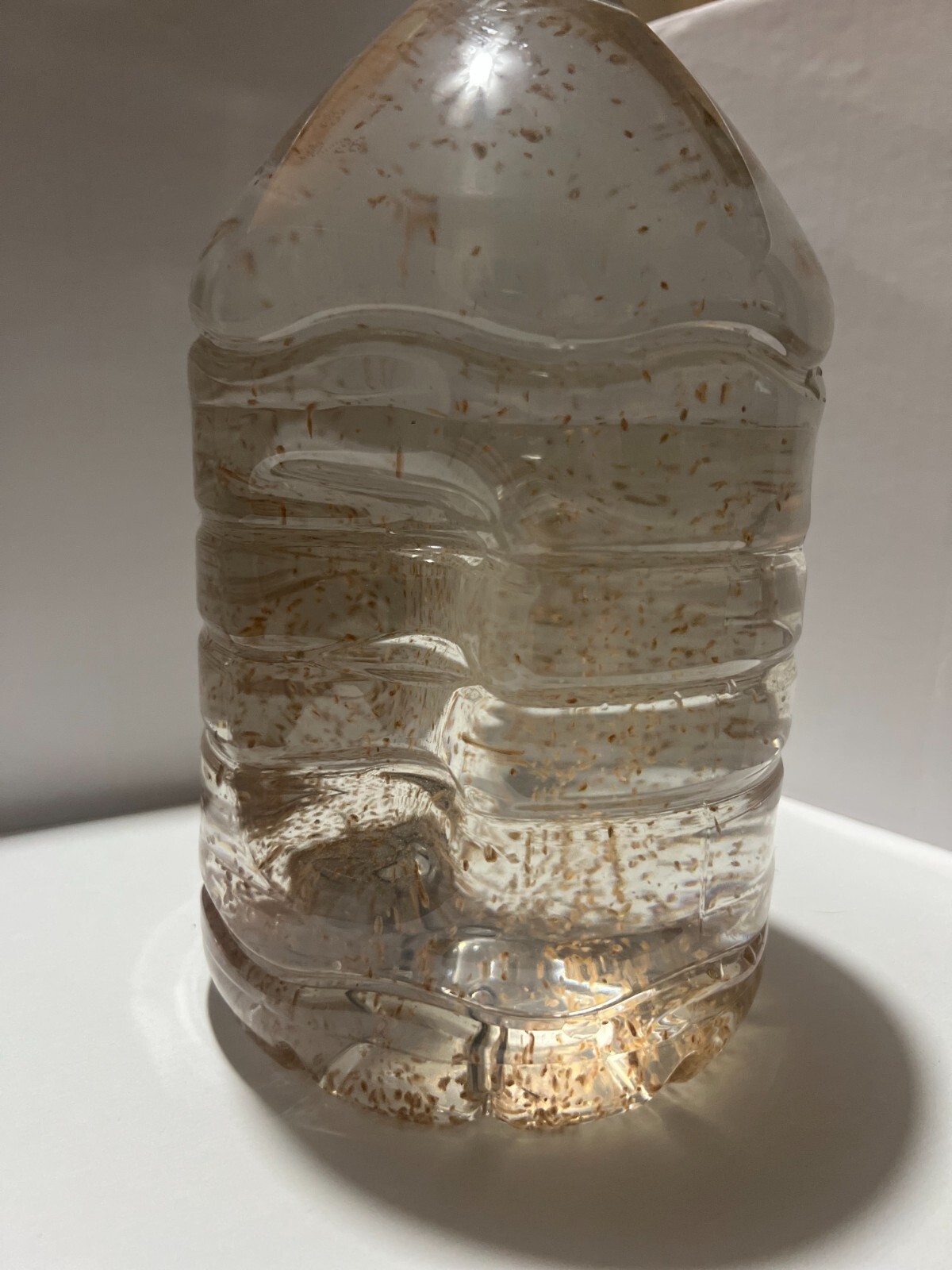 2500 Daphnia Magna (Clean Indoor Culture) Buy 2 get 1 free!