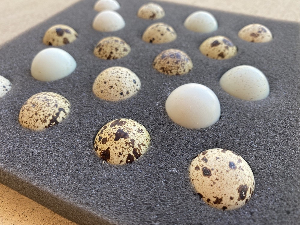 20+ Coturnix Quail Hatching Eggs