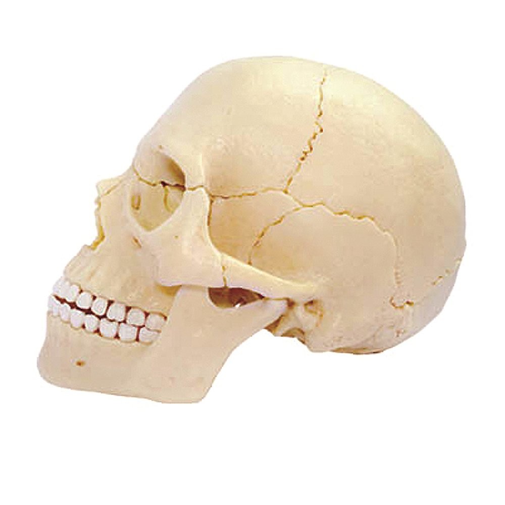 4D Master Human Anatomy Exploded Skull 3D Model/Puzzle