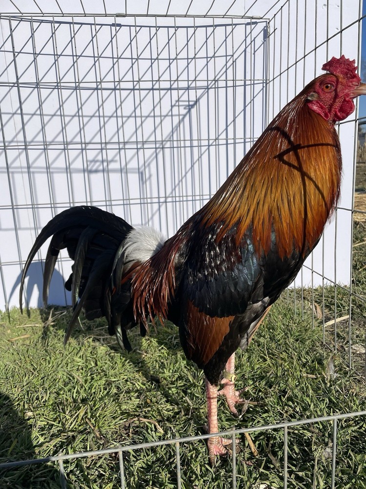 DoubleHFarm|| Fertilized 12 Hatching Eggs