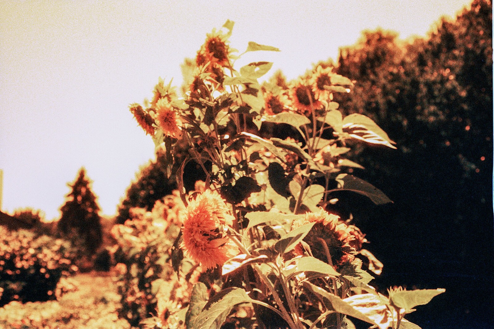 THE MARS PROJECT - BRAND NEW 35mm Color Negative Film 80 ISO - Experimental Fun