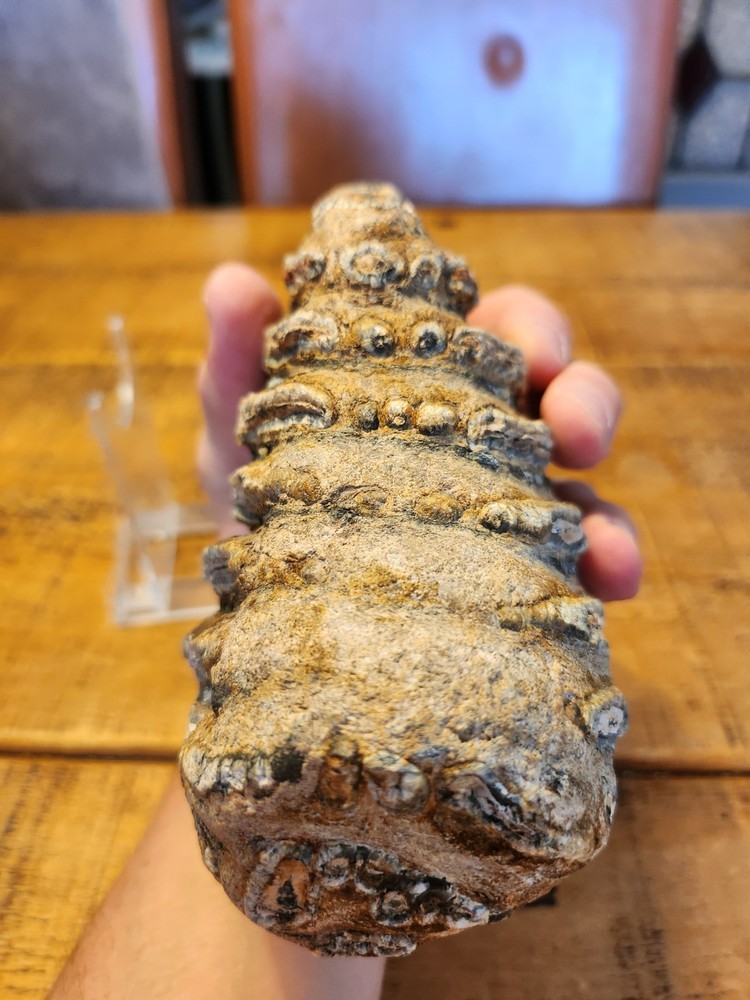 Fossilised  tooth found in Happisbugh