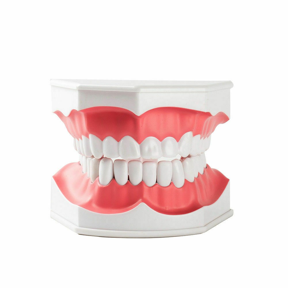 3 Pcs Dental Teaching Demonstration 2 Times Model With Removable Teeth&Toothbrus