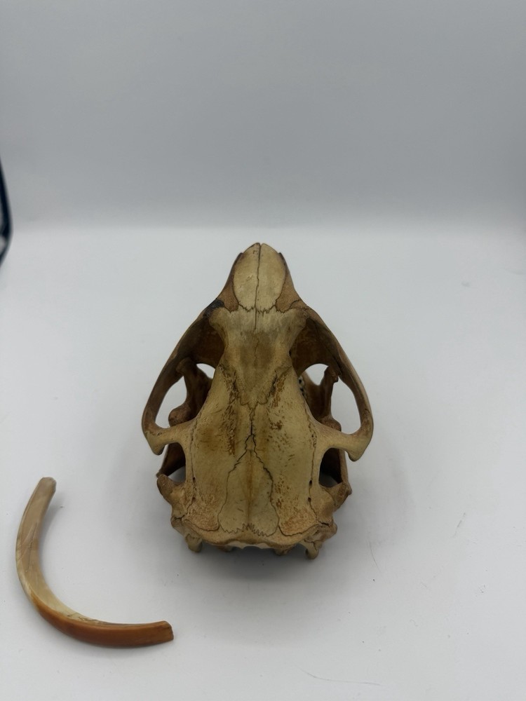 Beaver Skull W/Unique Tooth