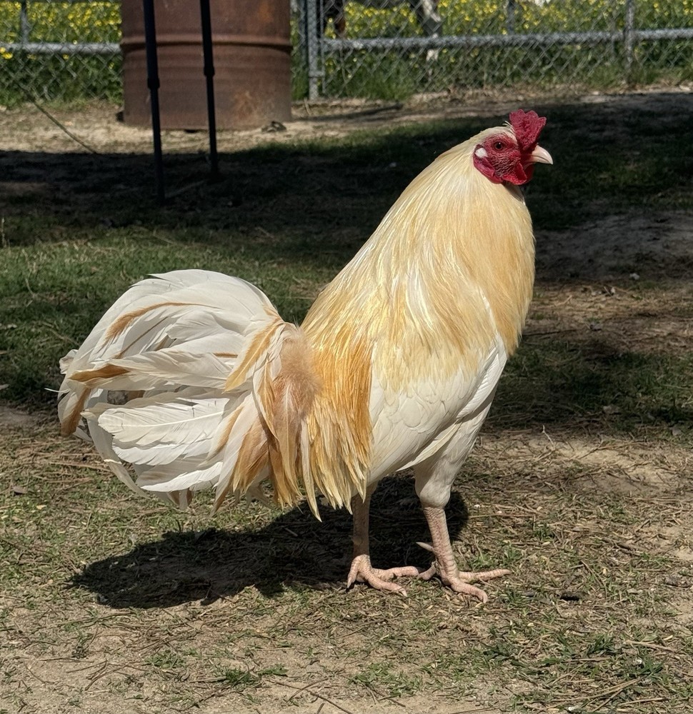 chicken hatching egg