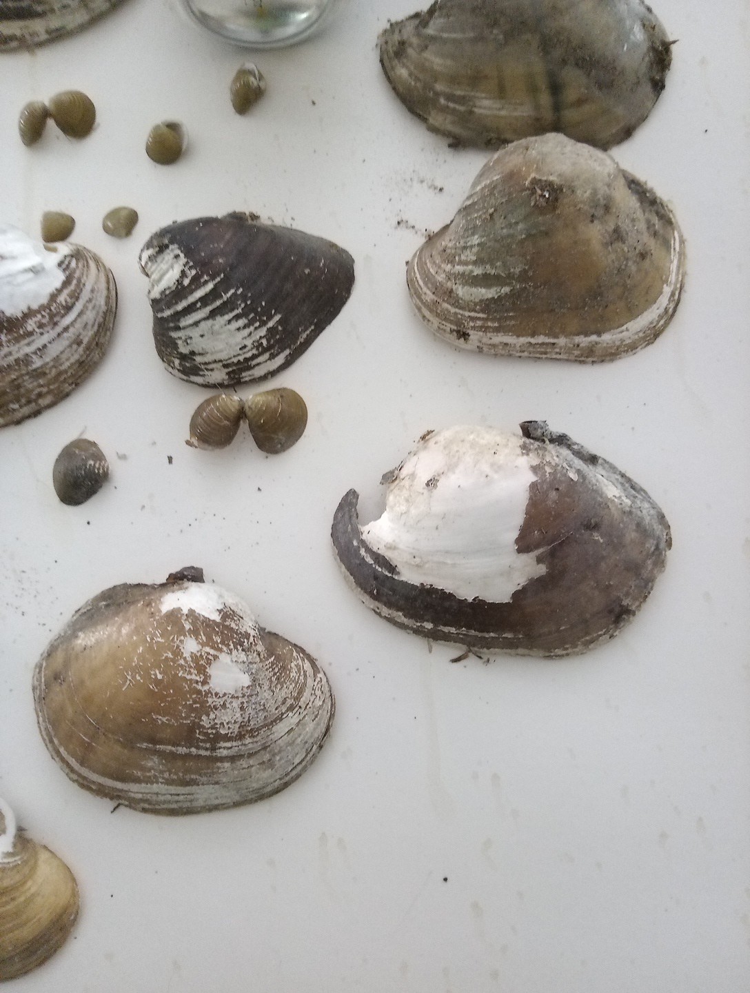 Lot Of Mississippi River Clam Shells,Mother of Pearl,Crafts,Aquariums