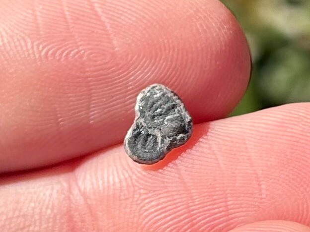 Fossil Trilobite Peronopsis interstrictus Utah Cambrian Age Bug