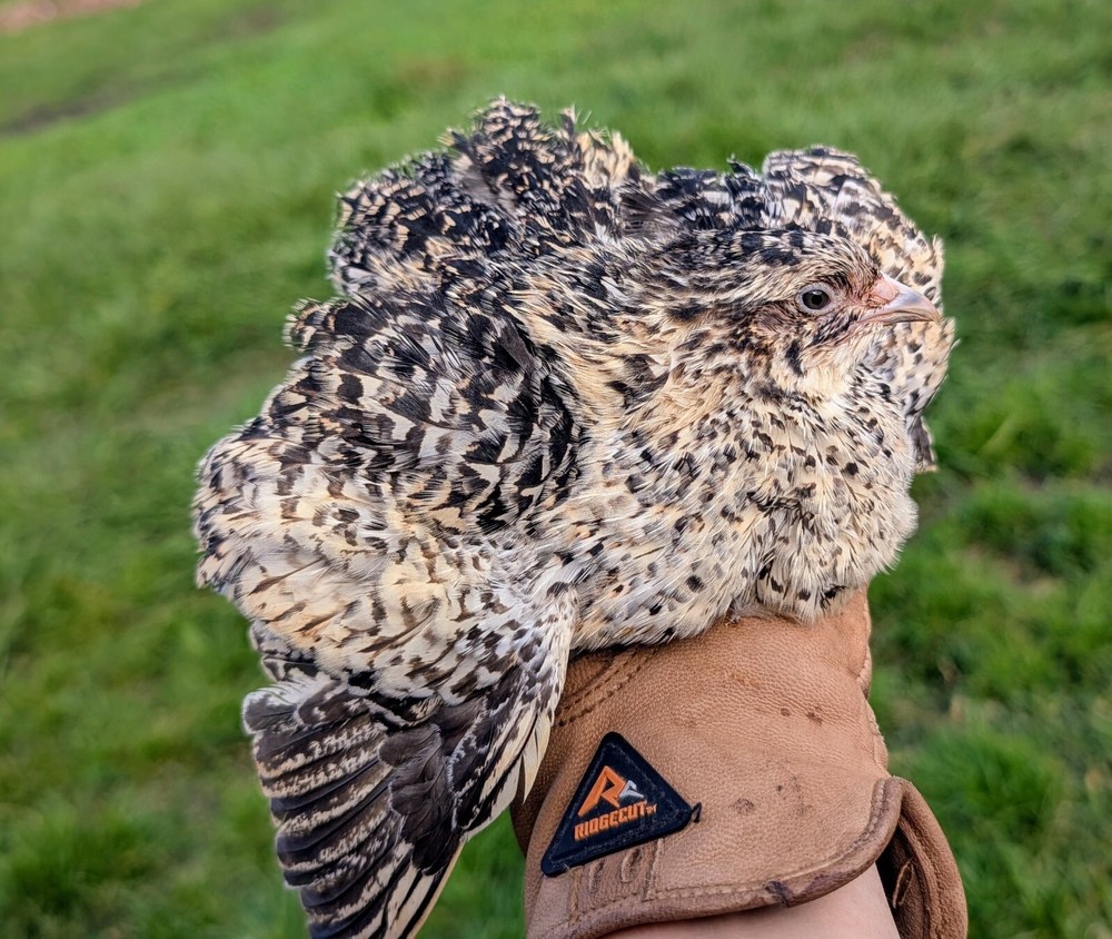 55 ++ Rainbow Coturnix Quail Hatching Eggs