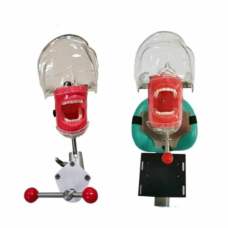 Dental Simulator Manikin Phantom Head Model with Replaceable Teeth Model USSTOCK