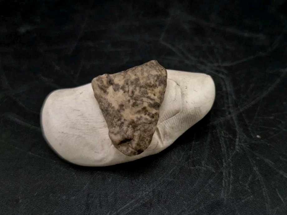 Fossil Dinosaur Permineralized Tooth T-rex 🦖