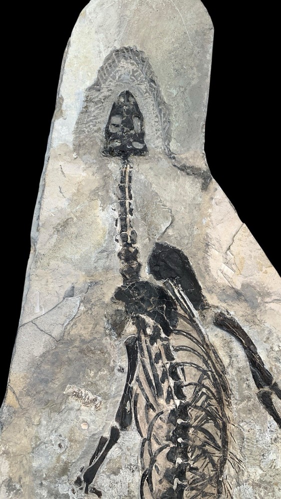 Complete Claudiosaurus germaini from Madagascar, 59 Cm long