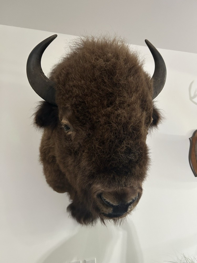 Beautiful Large Buffalo / Bison Head Mount